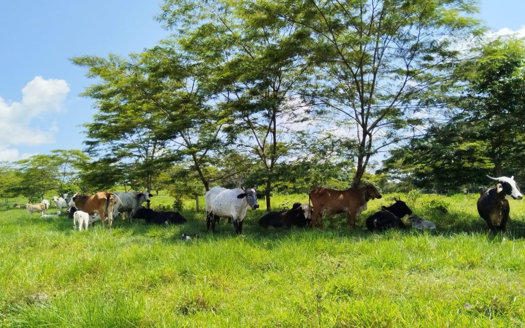Sistemas silvopastoriles: Mejora de ingresos y disminución de la deforestación en Guaviare